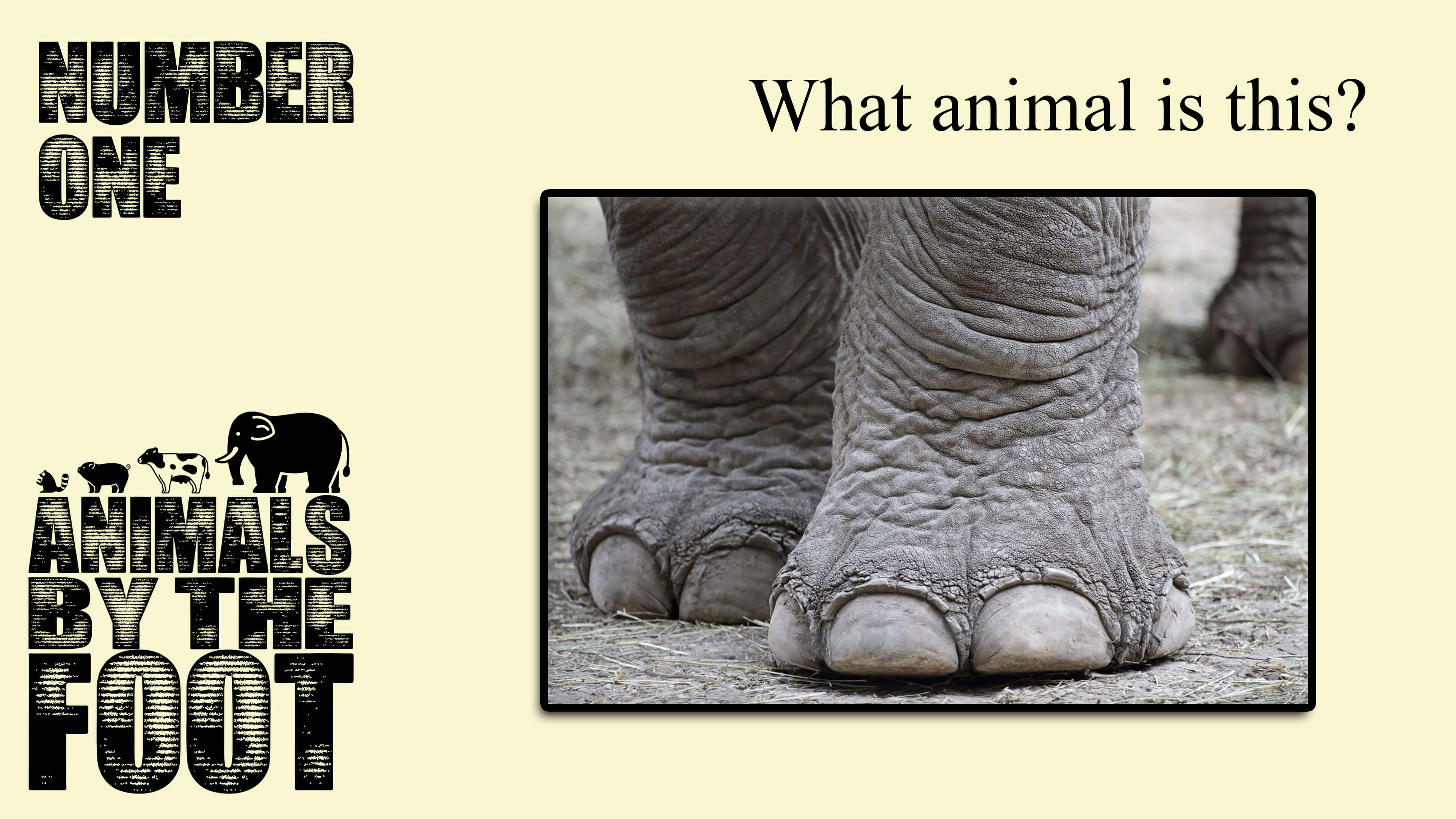 Animals By The Foot