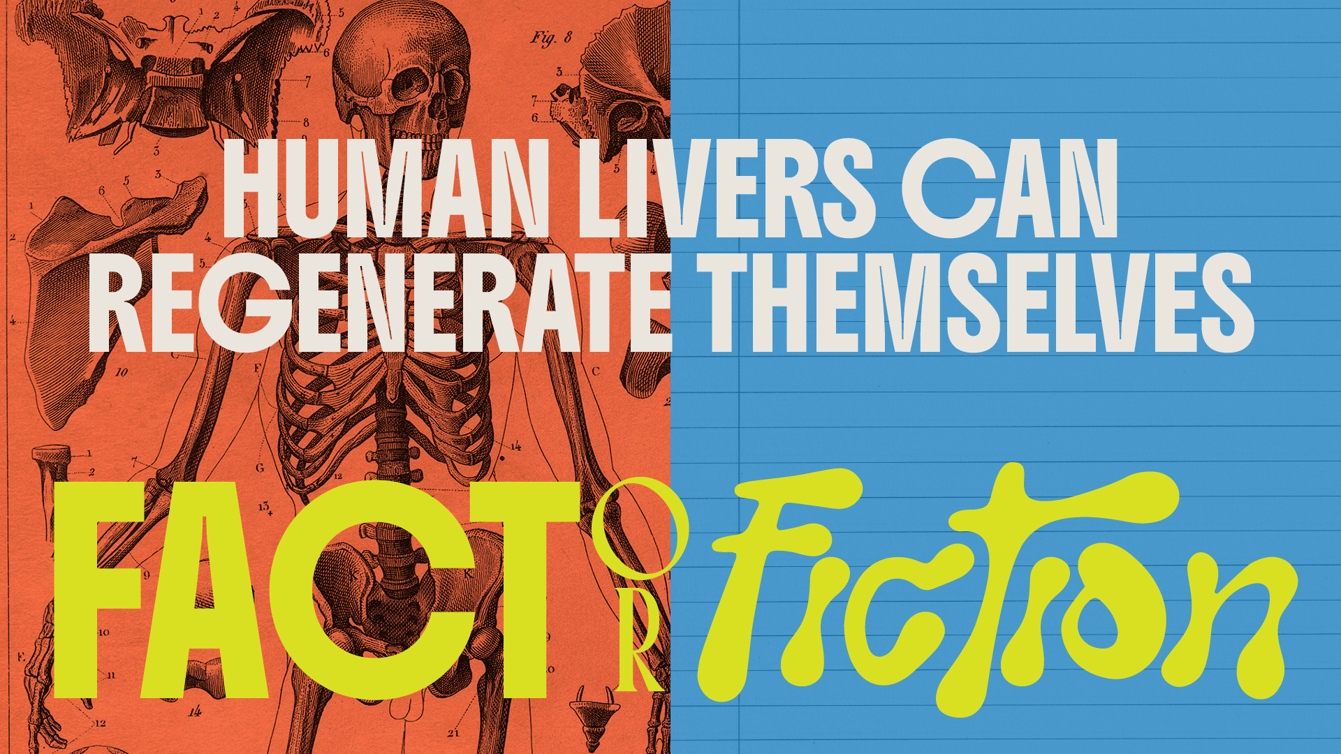 Fact Or Fiction Human Body