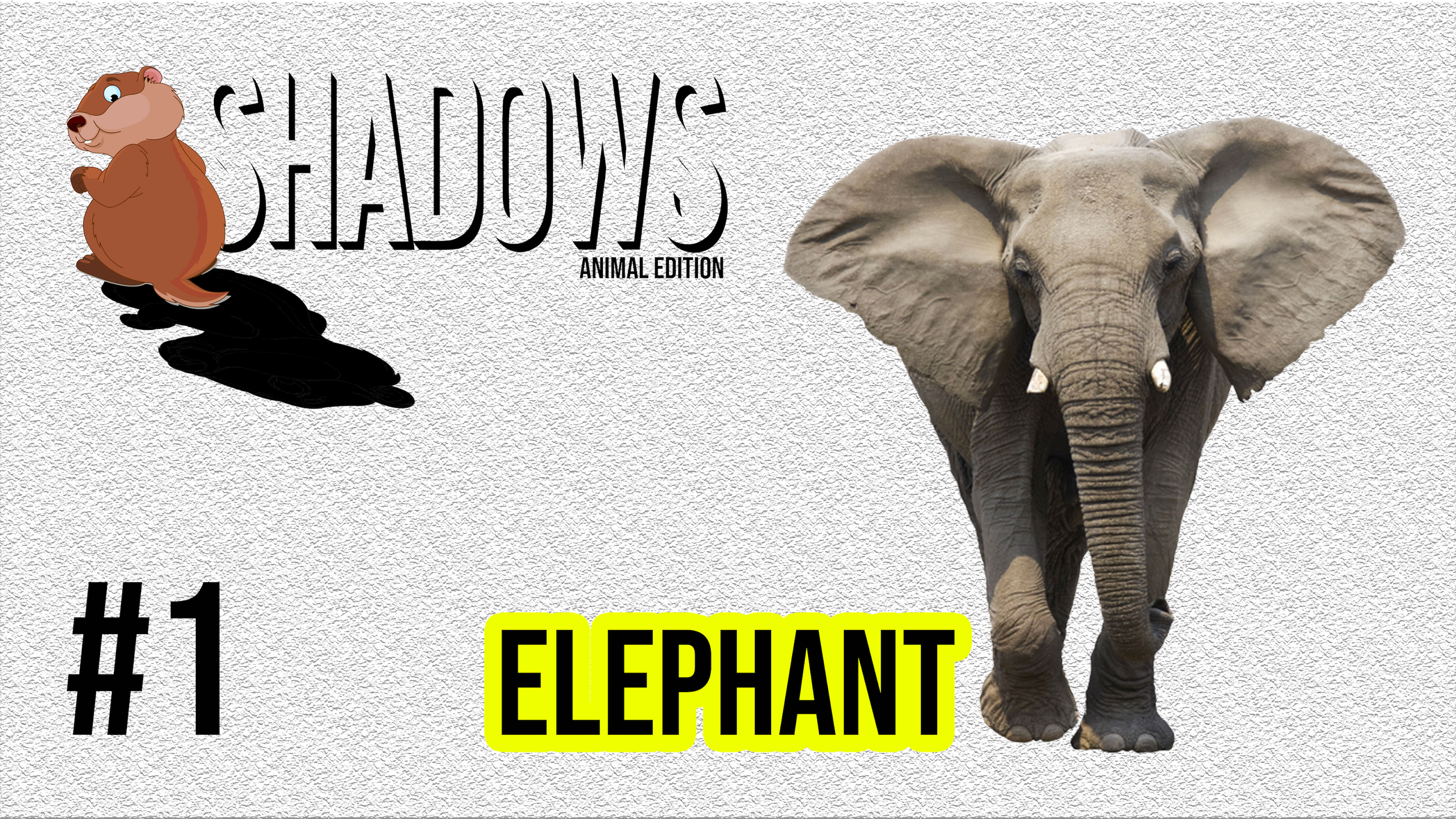 Shadows: Animal Edition